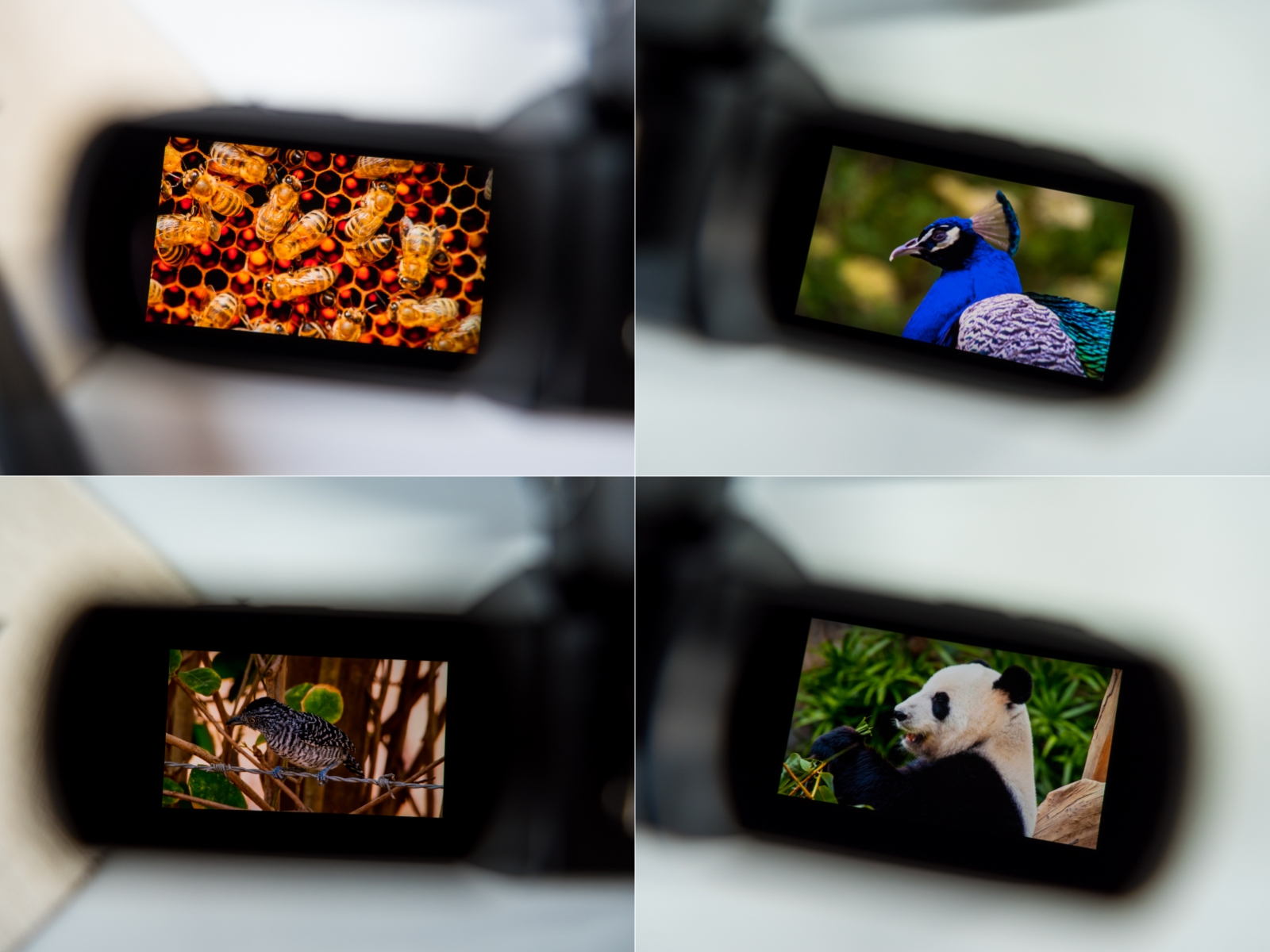 沉浸巨幕打破现实界限，可以戴一整天的XR眼镜！